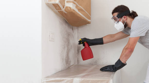 Professional Black Mold Removal technician working in Falkland, NC