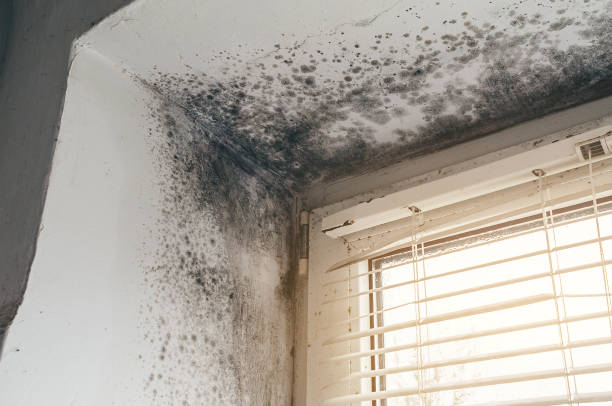 Affordable Mold Cleanup solutions in Falkland, NC